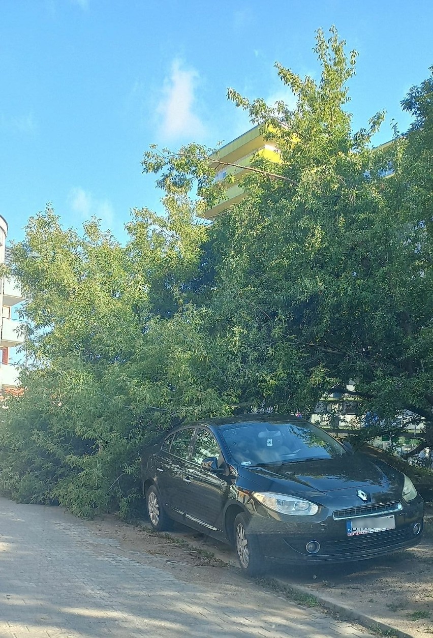 Konar drzewa upadł na tył auta na ul . Sobieskiego 26 w...