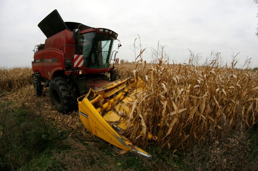 Kombajniści i traktorzyści rozjeżdżają cudze pola uprawne. Maszyny nie mieszczą się na drogach