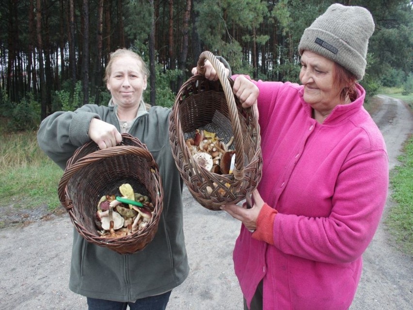 Pani Ewa Rzepecka i Anna Pawliczak zbierały grzyby w lasach...
