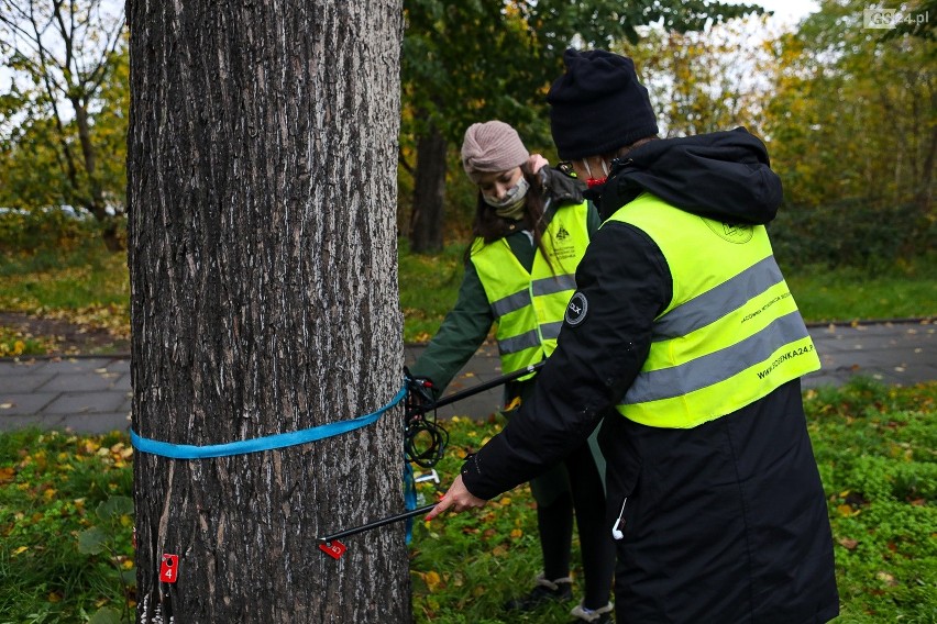 W jakim stanie są drzewa w Szczecinie? Badano je tomografem