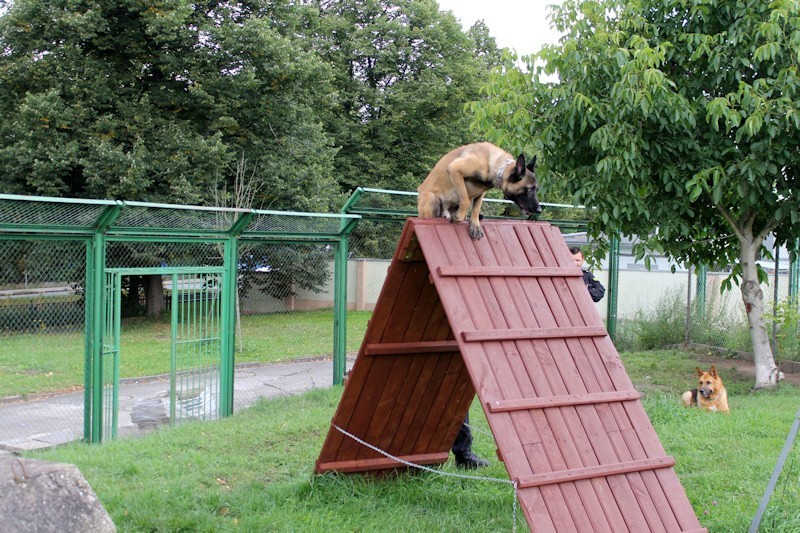 Szczecińscy policjanci ćwiczą z psami [zdjęcia]