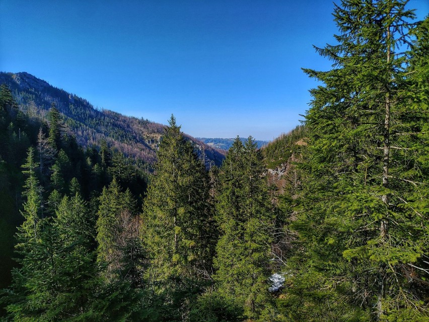 Tatry. Zobacz jak wygląda Dolina Strążyska po kwarantannie. To tam możemy legalnie wejść 