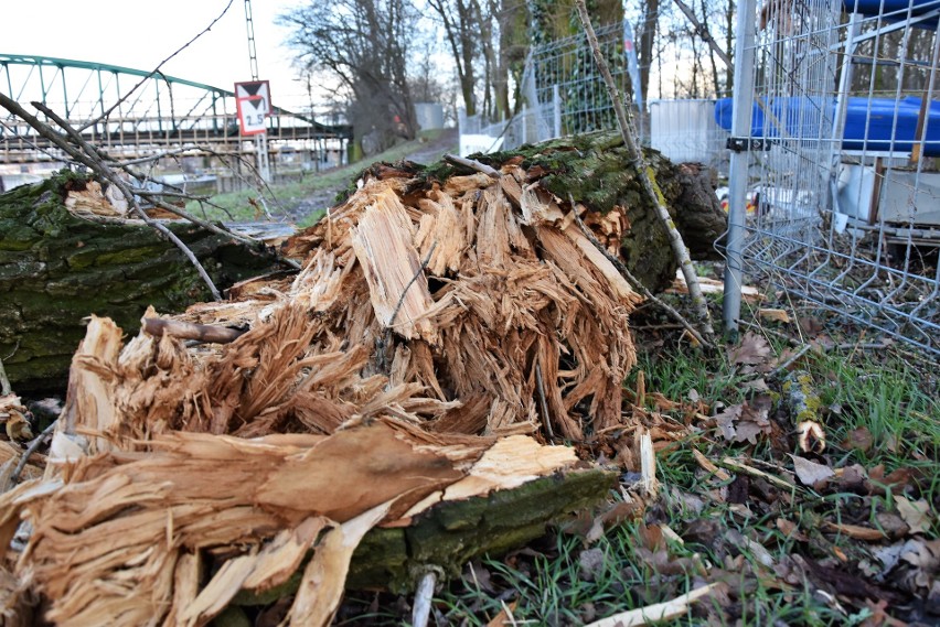 Orkan Ciara. Wichura powaliła drzewa na terenie przystani...