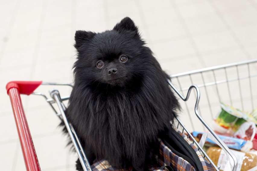 Pies w sklepie? Temat dość kontrowersyjny