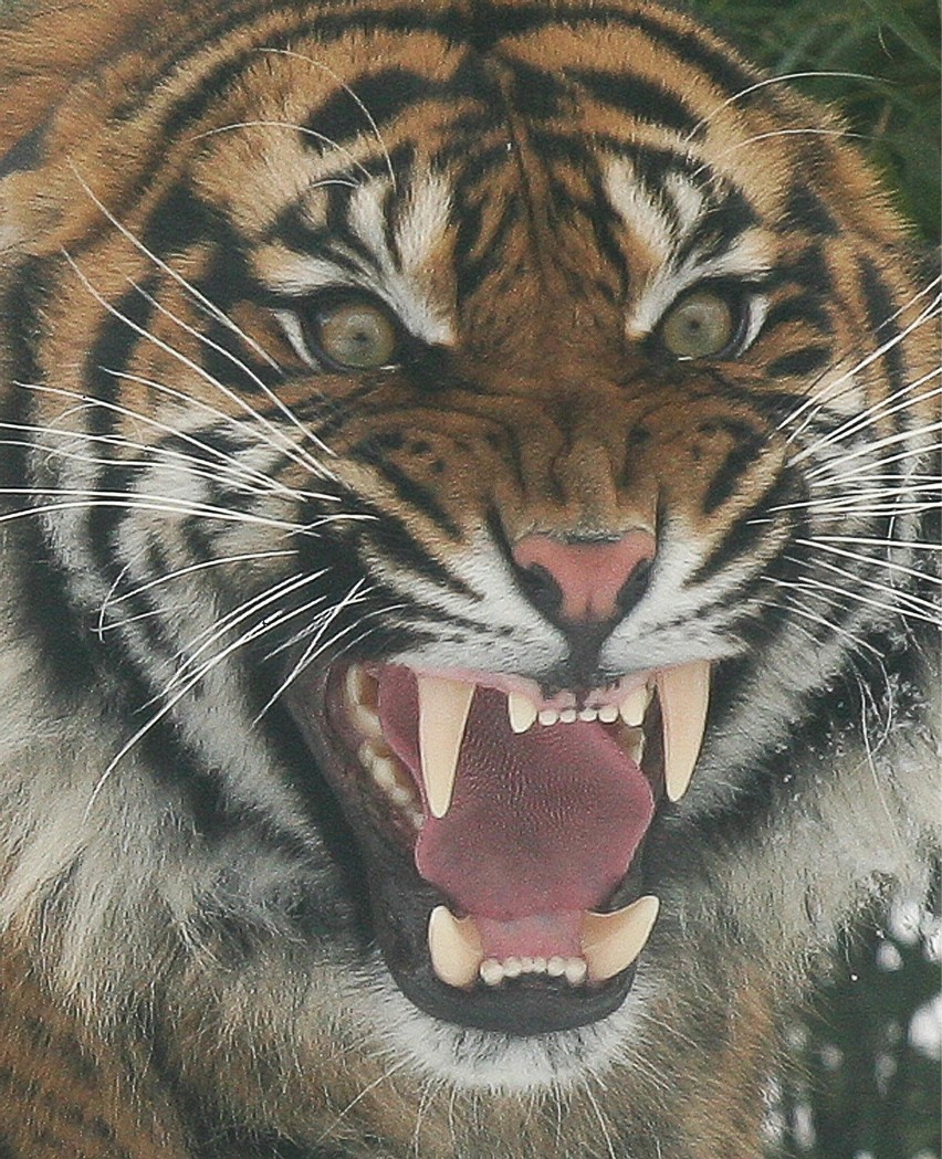 Tygrys z wrocławskiego zoo śmiertelnie pogryzł pracownika