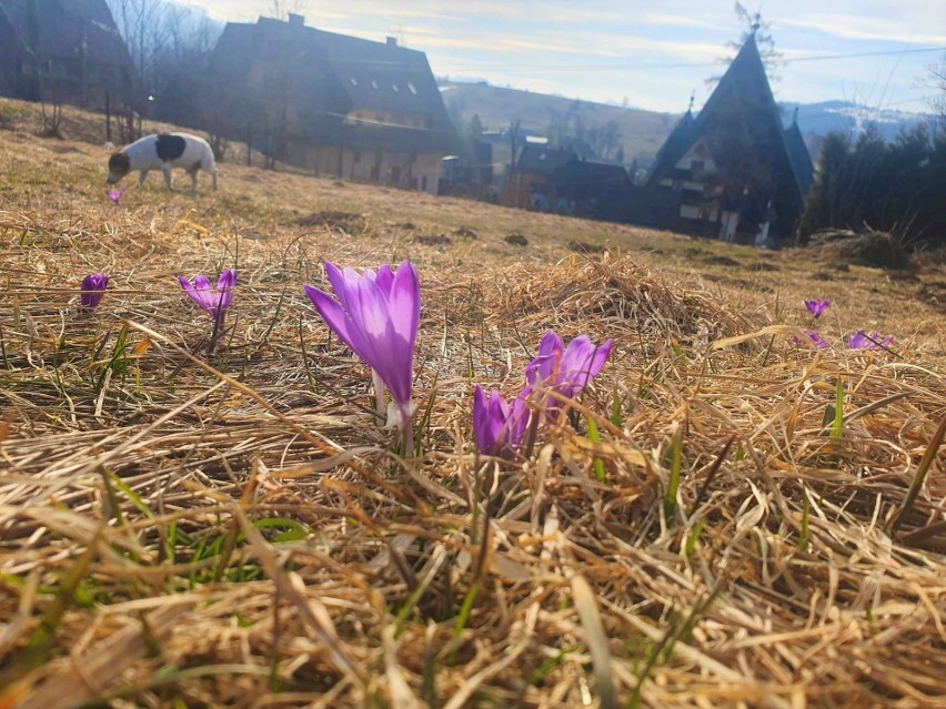 Sezon 2023 na krokusy powoli się rozpoczyna. W Zakopanem i pod Tatrami jest ich coraz więcej, w powietrzu czuć nadchodzącą wiosnę