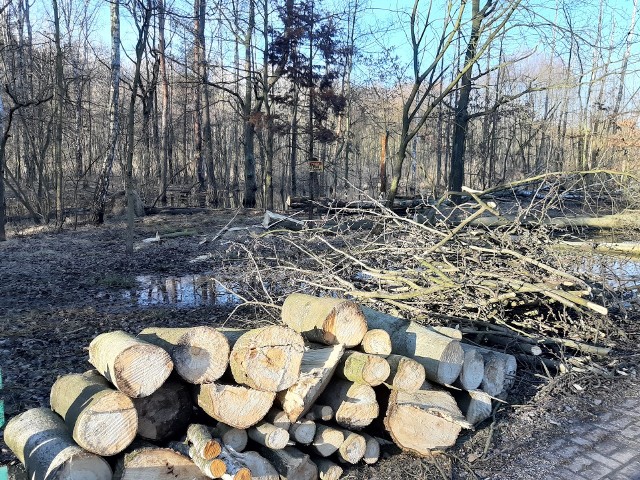 Przy rolkostradzie w Dolinie Trzech Stawów wycięto kilkadziesiąt drzew.