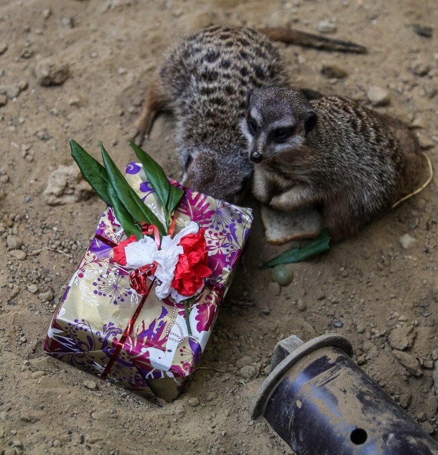 Zwierzęta z gdańskiego ZOO rozpakowały świąteczne prezenty [ZDJĘCIA, WIDEO]