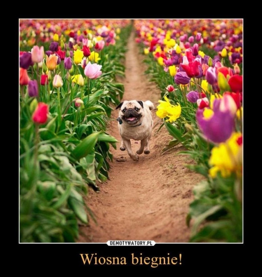 20 marca - pierwszy dzień astronomicznej wiosny. Najlepsze wiosenne memy - duża dawka dobrego humoru. Zobacz