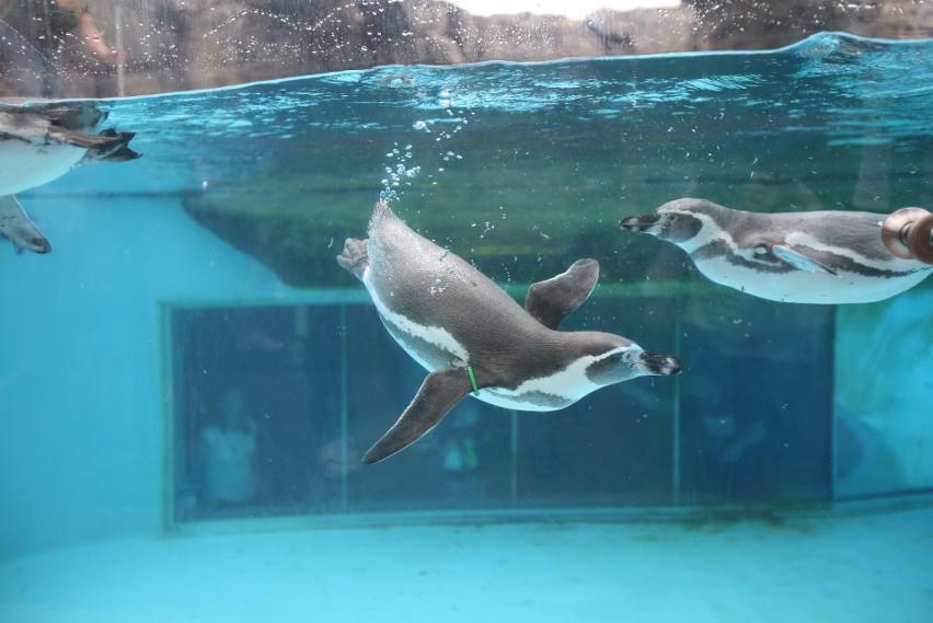 Pingwiny ze śląskiego zoo zmieniają swoje upierzenie. Te...