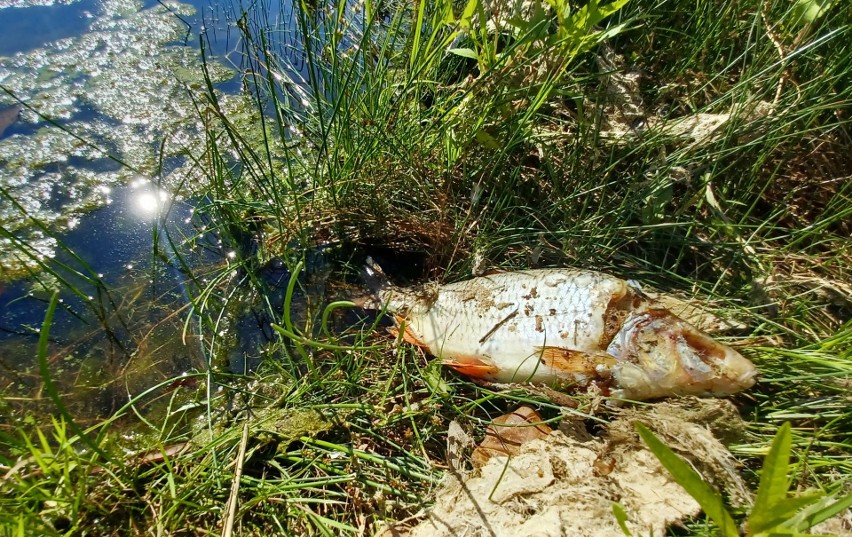 Nagroda milion złotych dla osoby, która wskaże, kto zatruł...