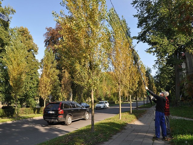 Opryski topól na ulicy Mickiewicza przeprowadzane są z zachowaniem środków bezpieczeństwa.