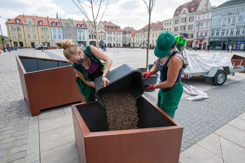 Estetyczne zmiany w centrum Bydgoszczy. Na Starym Rynku pojawiły się donice z roślinami [zdjęcia]