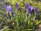 Idzie wiosna! W Masłowie w powiecie kieleckim kwitną pierwsze krokusy. Zobacz na zdjęciach, jak się prezentują