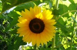 Kiedy i jak siać słonecznik? O tym pamiętaj, a pięknie wyrośnie. Ozdobi ogród i dostarczy pożytecznych nasion