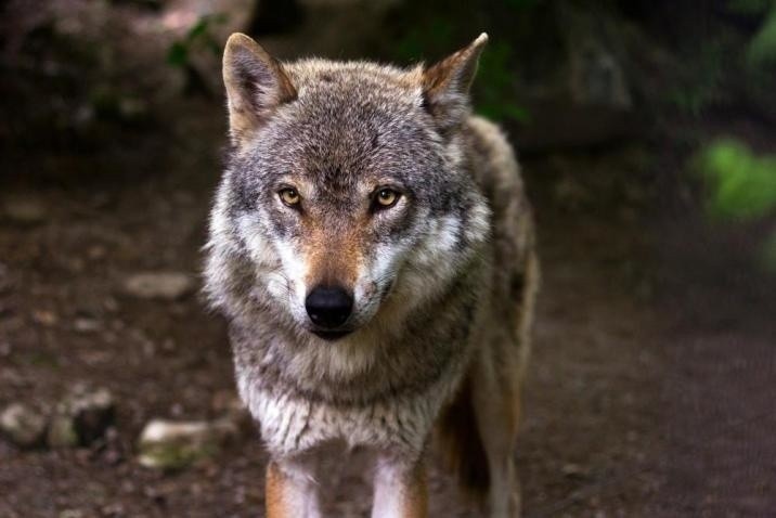 Watahy wilków są dość regularnie obserwowane od kilku lat w...