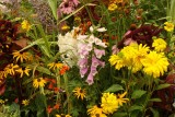 Rabata w trudnych warunkach: kwiaty do nietypowych ogrodów