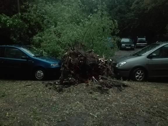 Burza w Łodzi. Nawałnica nad Łodzią. Powalone drzewa, gałęzie na drogach, zalane ulice [ZDJĘCIA]