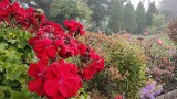 Śląskie: Kolorowa jesień w ogródkach działkowych. Rośliny mienią się odcieniami żółci, czerwieni, a zimowity fioletem i różem  