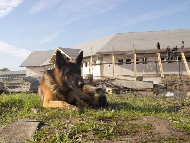 Rex - pierwszy pies, jaki przyszedł do schroniska w Skałowie ma już nowy dom. Został adoptowany