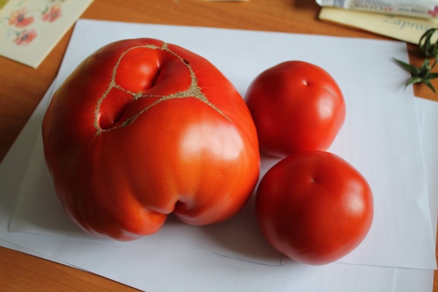 Gigantyczny pomidor wyrósł w Małopolsce