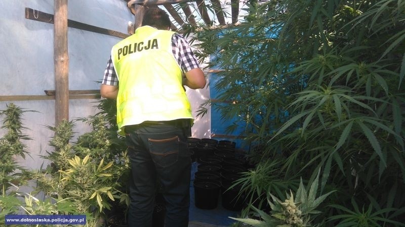 Plantacja marihuany w Sułowie