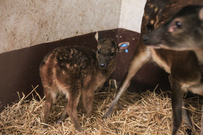 Nowy, wyjątkowy mieszkaniec zoo w Poznaniu.