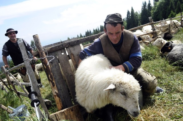 Na hali owce doi się dwa razy dziennie. Tę trudną pracę wykonują pomocnicy bacy - juhasi. Mleko trafia do wiaderek