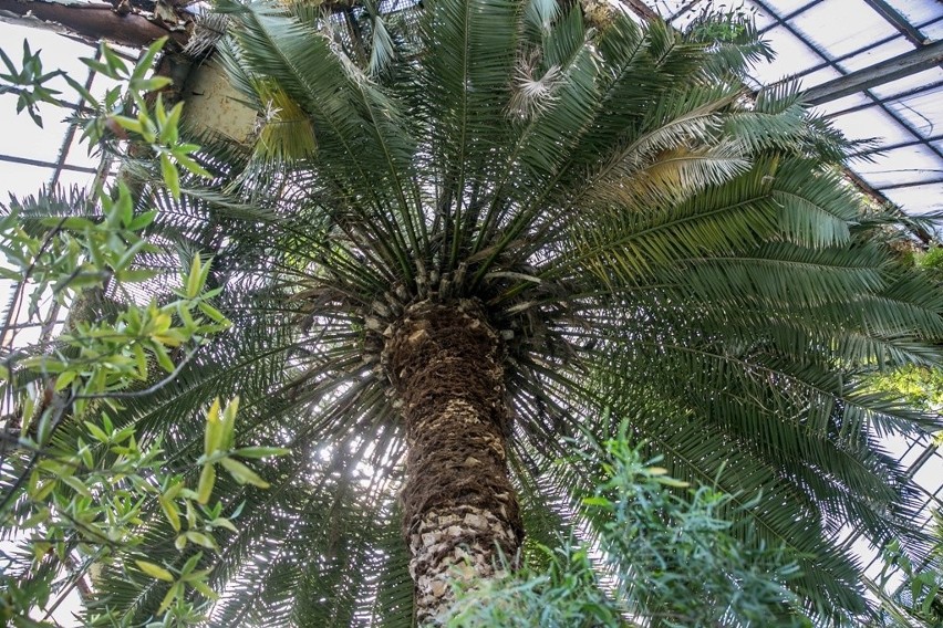 Na ratunek 150-letniej palmie daktylowej [ZDJĘCIA]