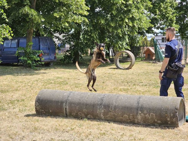 W podlaskich eliminacjach wojewódzkich do XX Kynologicznych Mistrzostw Policji przez dwa dni rywalizowało w sumie 10 przewodników psów policyjnych z miejskich i powiatowych komend policji