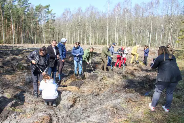 Nadleśnictwo Lębork zaprasza do udziału we wspólnym sadzeniu lasu z okazji obchodów 100 rocznicy powstania Lasów Państwowych.