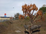 Susza zniszczyła drzewka w Opolu