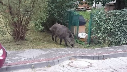 Dziki buszują po Chyloni. Mieszkańcy są sami sobie winni? Zwierzęta podchodzą blisko domów, a mieszkańcy je dokarmiają