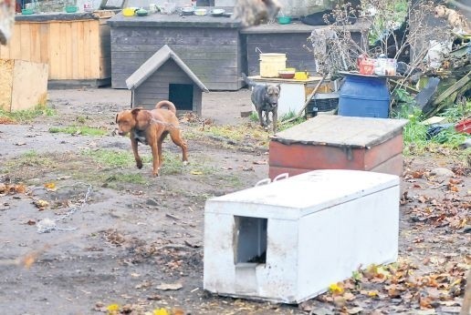 We wtorek byliśmy na posesji razem ze strażą gminną i przedstawicielami TOnZ. Niektóre psy były uwiązane,inne nie. Część miała budy, widzieliśmy też psie domki ze starych lodówek.