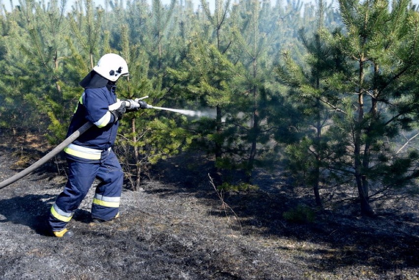Pożary lasów w Czarnem i Międzyborzu