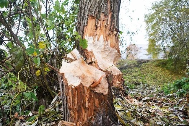 Zniszczone przez bobry drzewa nie są rzadkim widokiem w Białymstoku. Można je zobaczyć m.in. przy al. 1000-lecia Państwa Polskiego. 