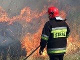 Pożar lasu w leśnictwie Leszyce. W akcji bierze udział samolot