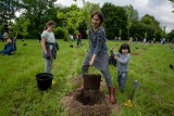Ogromne zainteresowanie zasadzeniem drzew w Parku Krakowian. W zaledwie 8 minut mieszkańcy zarezerwowali 300 miejsc