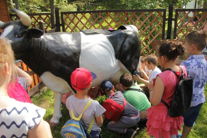 Dzieci uczyły się doić krowę w gdańskim ZOO