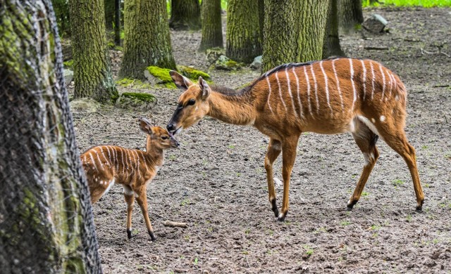 Młoda niala z opiekuńczą mamą. Nirwana, bo tak nadano na imię maluchowi, urodziła się w bydgoskim zoo 14 maja 2021 r. Mama malucha, samica Neli, mieszka w Myślęcinku od trzech lat