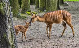 Bydgoskie zoo cieszy się z narodzin maluchów i edukuje: „Zostaw w krzakach tego zwierzaka” [zdjęcia]