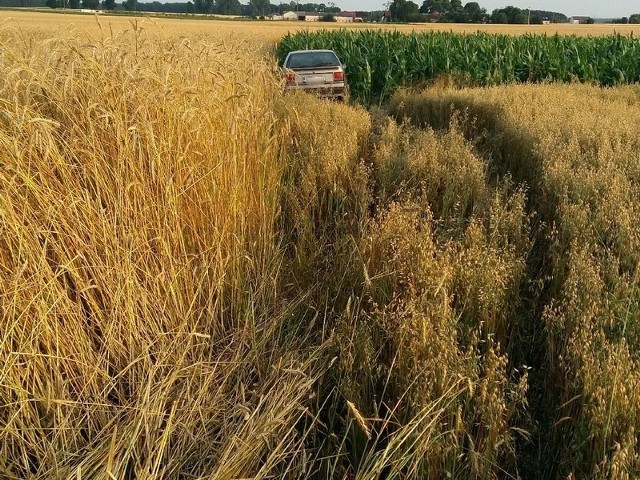 Pościg za pijanym kierowcą skończył się w polu kukurydzy