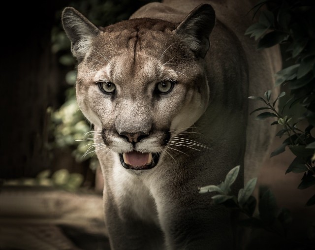 Puma biega w śląskich lasach? Leśnicy prowadzą stałą obserwację. 10 lat  temu zastrzelono kilka pum, które uciekły z hodowli | Dziennik Zachodni