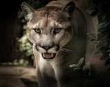 Puma biega w śląskich lasach? Leśnicy prowadzą stałą obserwację. 10 lat temu zastrzelono kilka pum, które uciekły z hodowli
