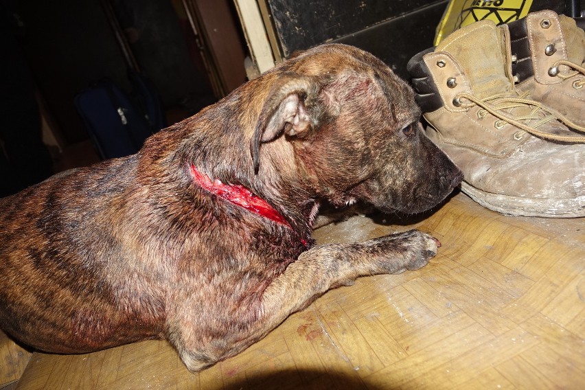 Skatowany pies w Opocznie. Poderżnął zwierzęciu gardło, a potem uderzał nim o betonowy płot [FOTO]