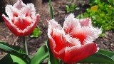 Patriotyczne tulipany w Międzyrzeczu! Biało-czerwone kwiaty akurat na Święto Flagi!