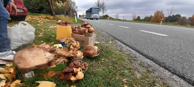 Przy drodze wojewódzkiej nr 74 można kupić pojemnik grzybów w cenie od 10 do 50 złotych. Zobacz więcej na kolejnych slajdach.