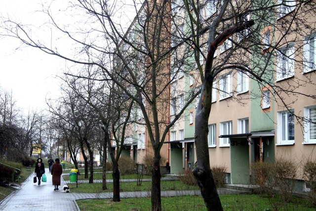 Mieszkańcy osiedla Łęgi podzielili się w sprawie wycinki 42 drzew w swojej okolicy: są przeciwnicy i ci, którzy ją popierają