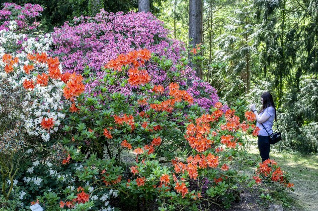 Arboretum w Kórniku przyciąga wielu zwiedzających nie tylko przez sławne magnolie. Teraz w Nowym Arboretum kwitną azalie i różaneczniki. Niestety zobaczyć je można było tylko do niedzieli, 6 czerwca. Park zostaje zamknięty aż do przyszłorocznego maja. Jeśli nie zdążyłeś zobaczyć kwiatów, nic straconego. Byliśmy tam i mamy zdjęcia! Sprawdź w galerii, jak pięknie kwitły w tym roku azalie i różaneczniki w Nowym Arboretum w Kórniku, poruszając się za pomocą strzałek, myszki albo gestów na smartfonieOpalenica: Rzecznik prasowy Polskiego Związku Piłki Nożnej o sytuacji w kadrze