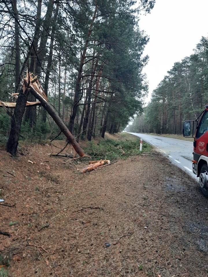 Wichura w powiecie makowskim, 16-17.02.2022: powalone drzewa, zerwana linia energetyczna i częściowo zerwany dach. Zdjęcia